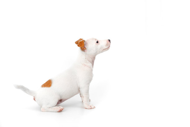 白色背景上的杰克罗素梗小狗。横幅。铭文的地方图片下载