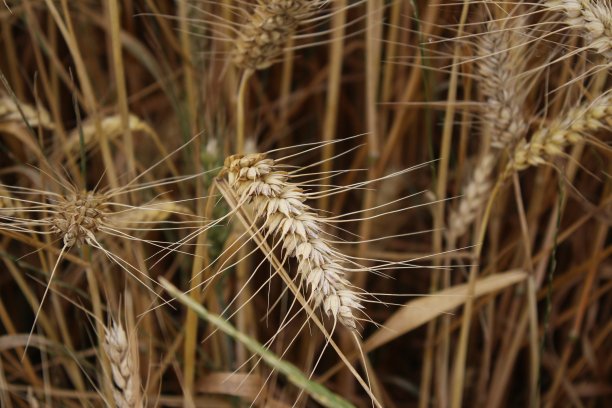 成熟的小麦的耳朵。特写照片。图片下载