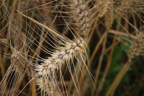 成熟的小麦的耳朵。特写照片。图片下载