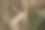 成熟的小麦的耳朵。特写照片。图片下载
