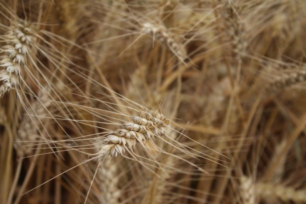 成熟的小麦的耳朵。特写照片。图片下载