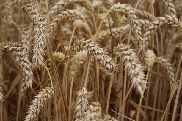 成熟的小麦的耳朵。特写照片。图片下载