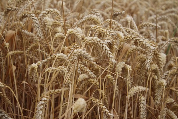 成熟的小麦的耳朵。特写照片。图片下载