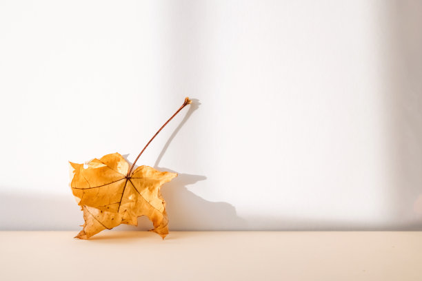 抽象的秋季工作室背景与枫叶和阴影在墙上。图片下载