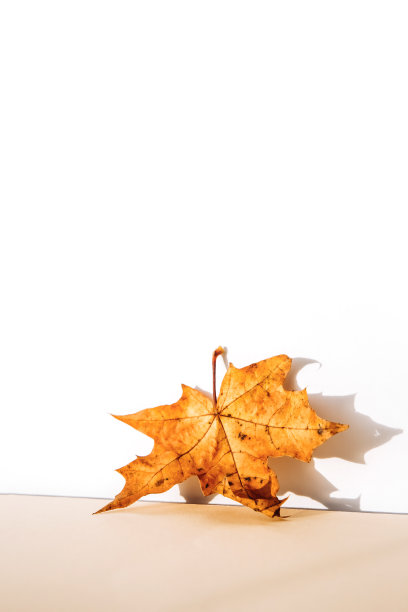 抽象的秋季工作室背景与枫叶和阴影在墙上。图片下载