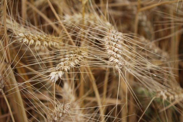 成熟的小麦的耳朵。特写照片。图片下载