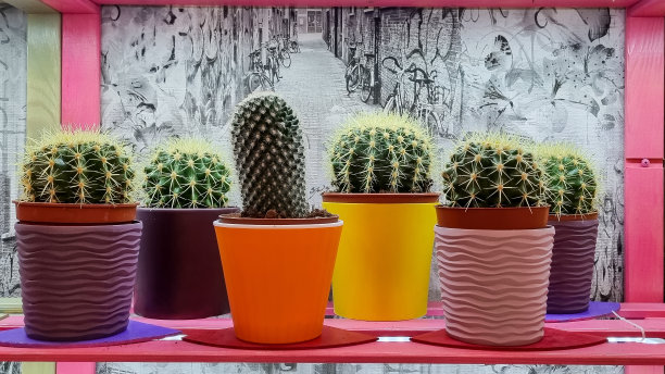 棘球绦虫图片下载