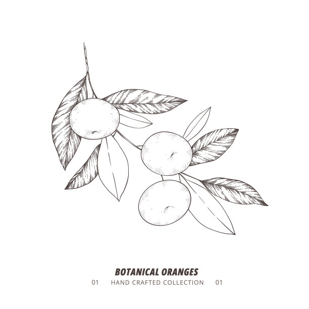 手绘矢量插图-植物分枝与橙子。橘子。长有柑橘类水果的分枝。完美的菜单，包装，卡片，邀请，打印图片下载