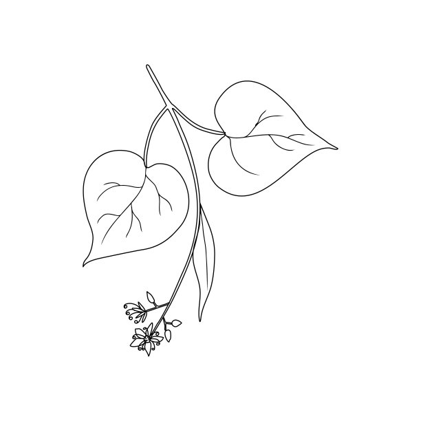 菩提树花早午餐，装饰图形椴木矢量手绘水墨插画孤立在白色，蜂蜜野花，线艺术涂鸦素描为设计花草茶，化妆品，天然药物图片下载