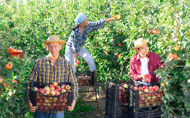 戴草帽的农夫在采摘新鲜的苹果图片下载