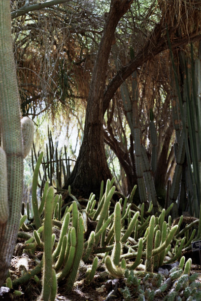 沙漠里的仙人掌图片下载