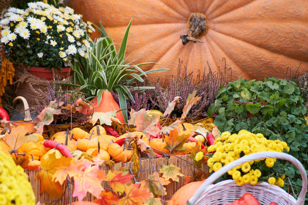 丰收的节日有秋天的南瓜和蔬菜。节后露天市场上农产品的销售图片下载