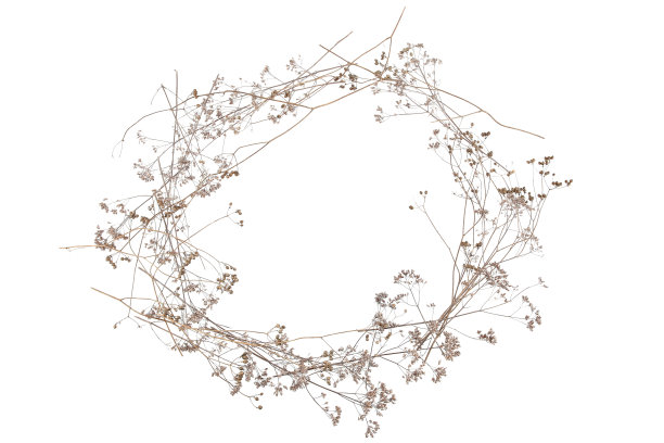 白色背景上的干燥的野生草地草或草本植物。图片下载