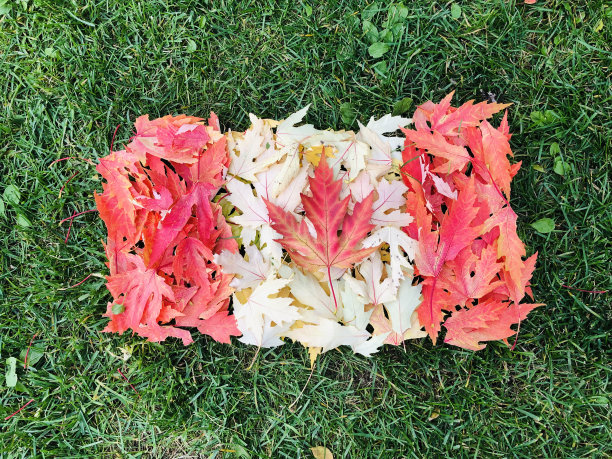 加拿大的国旗图片下载