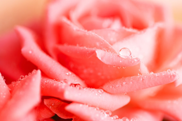 天然植物的背景。图片下载