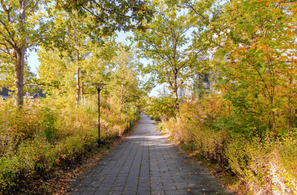 铺着秋天树木的鹅卵石路。图片下载