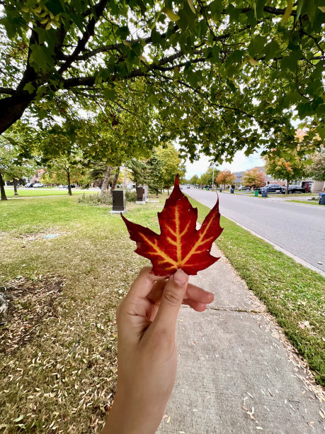 美丽的秋天图片下载