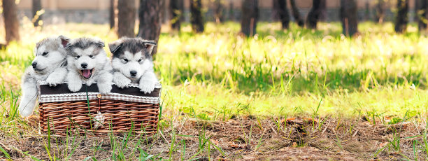 三只可爱的小狗坐在一个棕色的篮子里看着相机。毛茸茸的灰白色的爱斯基摩犬的幼犬，在大自然的森林里哈士奇。兽医横幅。文本。谜题图片下载