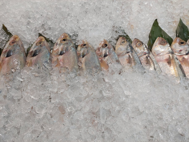 一排排冻鱼埋在冰块里图片下载