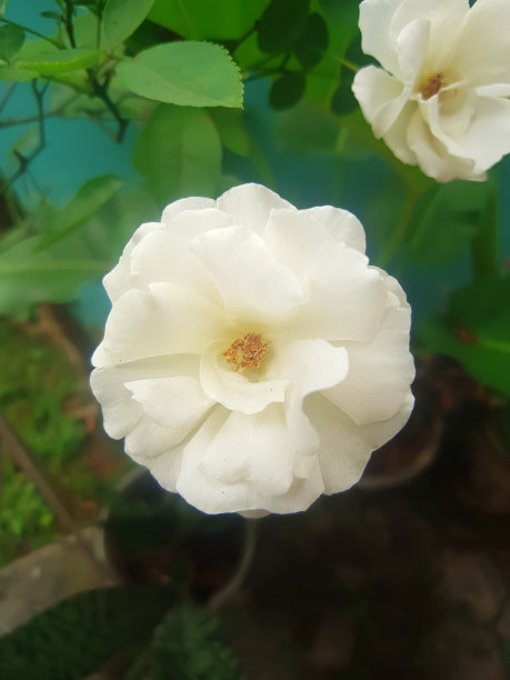 纸质的白色玫瑰花朵，从浅粉色的花蕾开放，有对比鲜明的黄色雄蕊图片下载