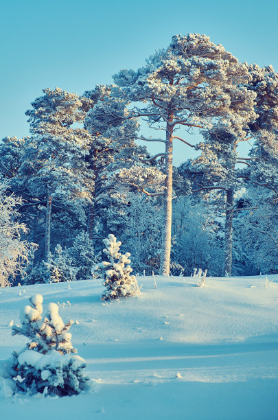 美丽的圣诞景观图片下载