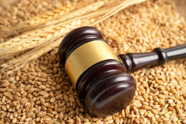 法官锤从有机农业农场的谷物和麦穗。图片下载