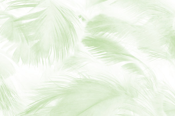 美丽的石灰绿色趋势羽毛纹理背景图片下载