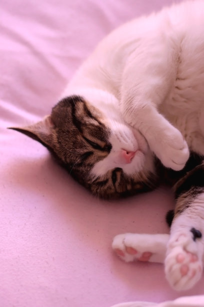 沉睡的猫图片下载