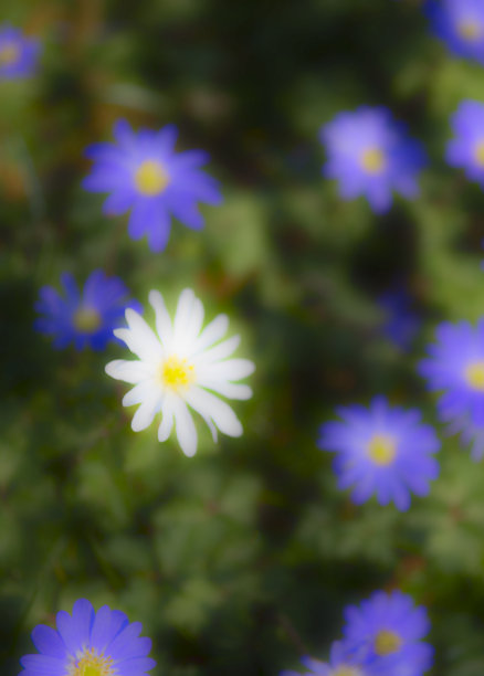 剑桥郡林地中的木海葵图片下载