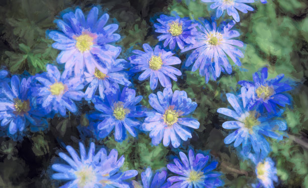 剑桥郡林地中的木海葵图片下载