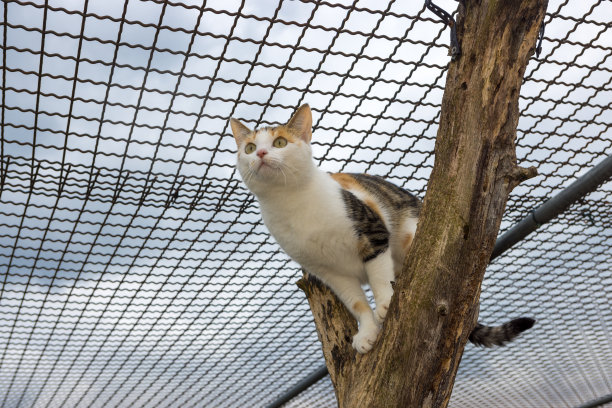 好奇的小猫站在树上眺望远方图片下载