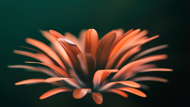 抽象的花朵盛开图片下载