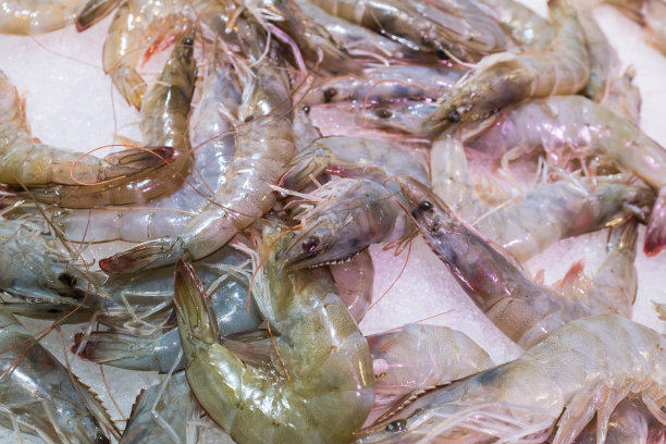 很多生虾图片下载