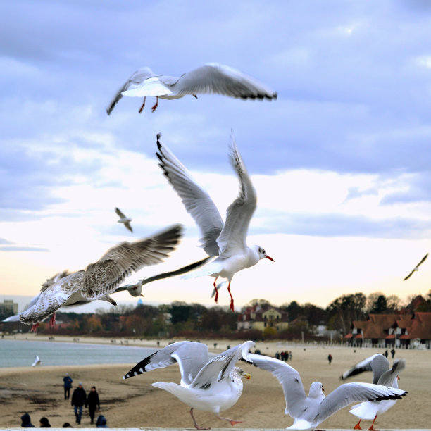 海鸥图片下载