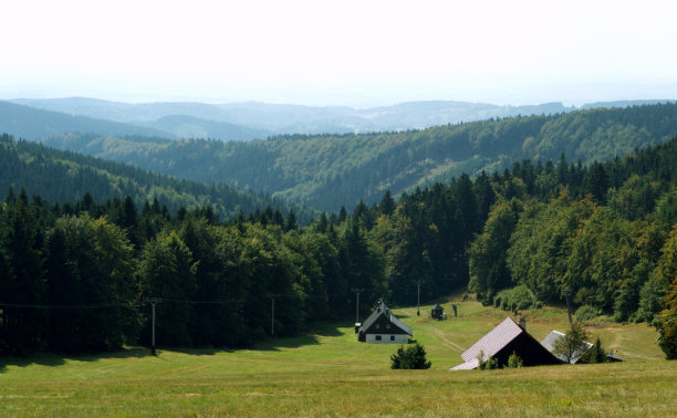 山里的森林图片下载