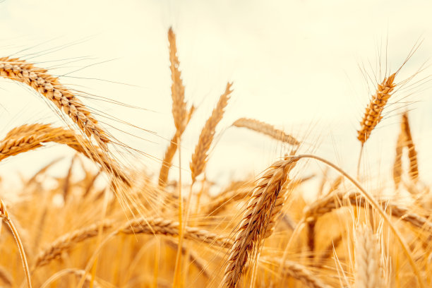 谷物。黑麦景观在阳光下收获。面包植物农业农场谷物作物在日落。小麦金收背景。图片下载