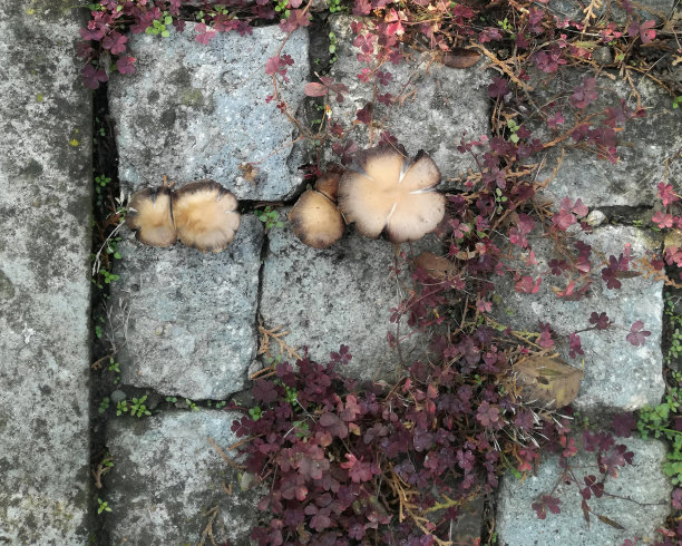 蘑菇三叶草的石头图片下载