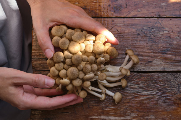 一个女人手里拿着蘑菇。蘑菇特写。天然新鲜有机蔬菜。健康食品，生食饮食。素食者的生活。适当的营养。可以吃了。环保产品图片下载