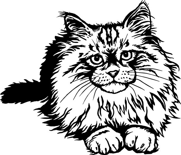 西伯利亚猫偷看小猫-有趣的小猫图片下载