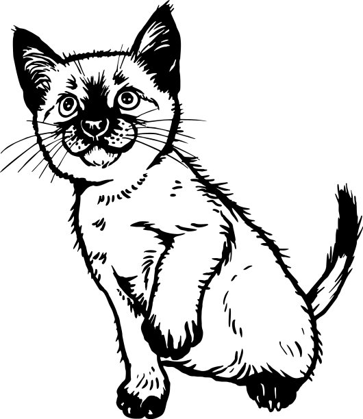 巴厘猫可爱的小猫-有趣的猫孤立图片下载