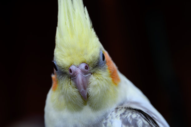 特写黄红脸鹦鹉拔羽毛肖像图片下载