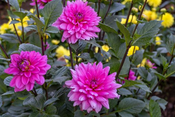 大丽花图片下载