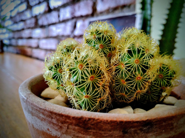 多刺的小仙人掌图片下载