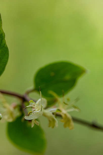 长在草甸的忍冬花，大型图片下载