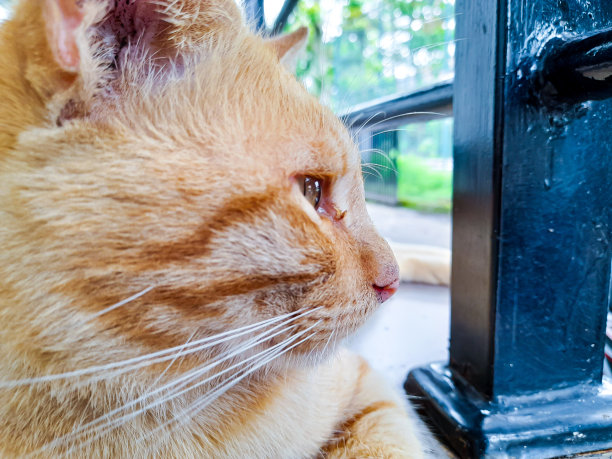 上镜的猫图片下载