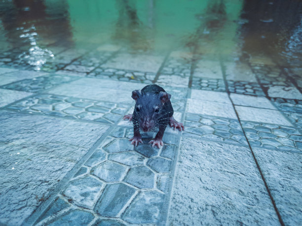 下水道的老鼠图片下载