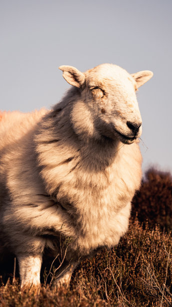 放松的羊图片下载