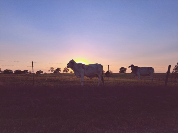 日落时的德州婆罗门牛剪影图片下载