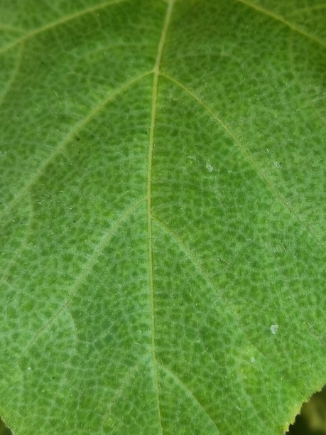 绿色南瓜叶背景抽象的自然，细节，自然和背景，墙纸的纹理，夏天或春天的季节。图片下载