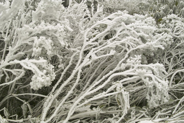 霜图片下载